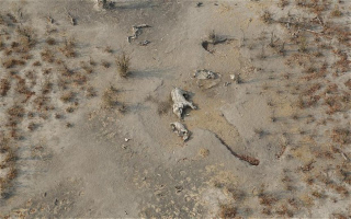 Illustration for article titled Poachers use cyanide to massacre over 300 elephants in Zimbabwe